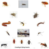 Bedbugs Fleas Moths Shredder Bomb Midi Fogger Fumigator Fumer 11g - Moth Control